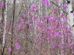 Первоцветы - ранняя весна в Хэйлунцзяне